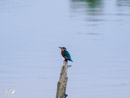 Kingfisher - Zimorodek
